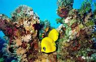 珊瑚：一种神奇的动物？揭秘6个令人着迷的珊瑚礁科学文化
