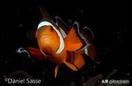 小丑鱼在真实世界的生活：海底总动员主角的揭秘