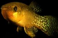 美国东海岸鳉鱼基因突变，对有毒环境抗性增强8000倍