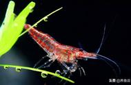 为何樱花虾和黑壳虾总是离世？检查一下你的饲养方法是否正确