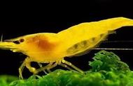 黄金米虾：一种你不可不知的生物