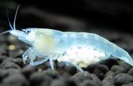 如何正确饲养雪球虾？