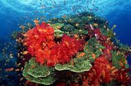 2030年，全球近6成珊瑚面临灭绝：原因与拯救之道