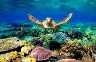 珊瑚白化危机：海洋生态濒临崩溃，我们该如何应对？