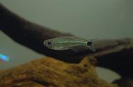 雅拉瓜雅翡翠黑尾灯：灯科鱼的璀璨之美