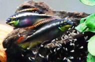 慈鲷科亲鱼的食性之谜：大鱼吃小鱼并非绝对规律！