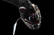 科学家揭示：16种“超级黑”鱼类，能吸收99.9%的光线