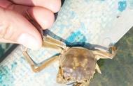 如何判断河蟹是否正在蜕壳？河蟹脱壳前的明显迹象是什么？