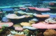 科学家揭示珊瑚变色之谜：压力下的奇迹