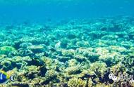 珊瑚保护与修复：一场漫长而艰难的旅程