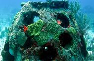 骨灰珊瑚：75万颗骨灰球改变海底生态
