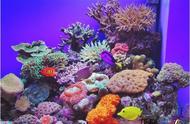 珊瑚养殖真的有那么难吗？十条专家级饲养建议！