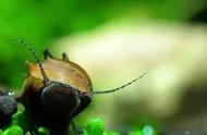 蜜蜂角螺：一种独特的观赏螺