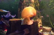 黄金螺的生理结构揭秘：为何它能跑得更快，吃得更多？