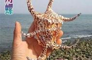 海南海螺：美食与美景的完美结合（090）