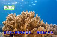 珊瑚：植物还是动物？揭秘海洋生物之谜