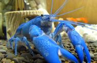 蓝魔虾：龙虾界的“阿凡达”
