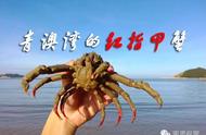 南澳汕头海域的红指甲蟹：一种神秘的海洋生物