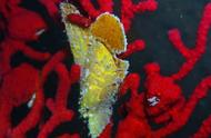 黄翼珍珠贝：海洋生物每日一图549