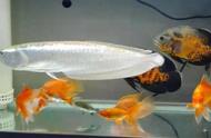 银龙鱼趴缸，如何分析和应对观赏鱼的病症？