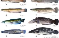 揭秘罕见的外国黑鱼：麦克雷龙鱼，别与铅笔鱼混淆