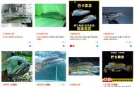 广东河道现珍稀“雷龙鱼”！价值数千元，或为人工放生