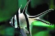 巴黎天使鱼：被誉为“观赏鱼皇后”的神秘生物！