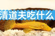 清道夫鱼的食谱：它们喜欢吃什么？