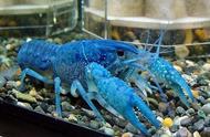 变异小龙虾：蓝鳌虾，你敢尝试吗？