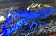 养龙鱼过时了，现在流行的是蓝魔虾！