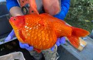 加拿大现巨型金鱼群，最重达19斤，中国食客望而却步