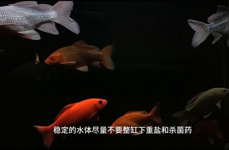 红斑蝴蝶鲤：鳍尾充血的养鱼之道