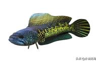 巴卡雷龙鱼：印度黑鱼的神秘之美