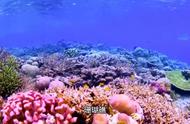 志留纪珊瑚与水母：海洋生物的奇妙世界