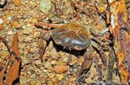 探索动物王国：溪蟹总科的近溪蟹亚科（二）：清溪蟹