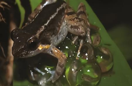 新发现：世界上最小的尖牙青蛙，雄性能“拥抱”宝宝