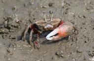 青岛的神奇螃蟹：饕餮吃货你尝试过吗？