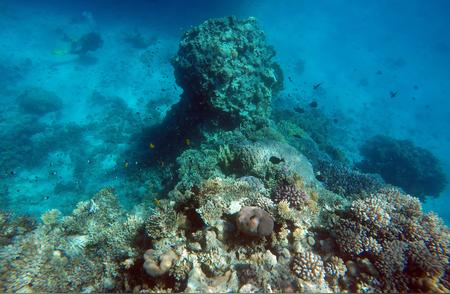 红海中的彩色珊瑚世界