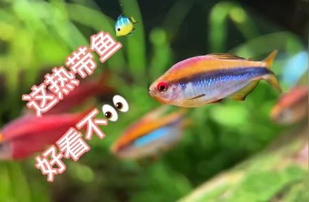 今日无新作，一起来认识这些热带鱼品种吧！🐟👀🤔