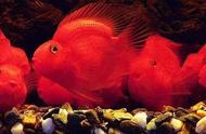 鹦鹉鱼为何会变红却不变色？
