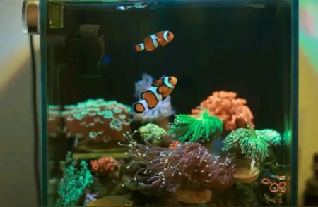 如何在家中成功饲养“珊瑚礁明星”小丑鱼？