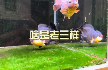 老三样：水族中的神秘存在