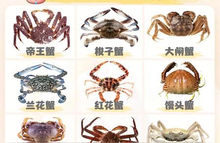 蟹类大比拼：揭秘12种螃蟹的独特之处与美味口感