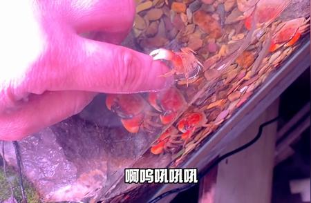 开箱相守蟹和小草龟：水族界最实惠的宠物，但颜值却让人大跌眼镜