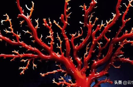 揭秘美丽而鲜为人知的红珊瑚之美