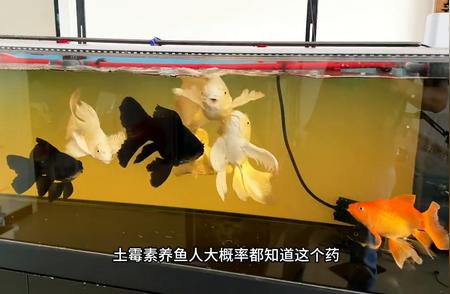 水族爱好者的天堂