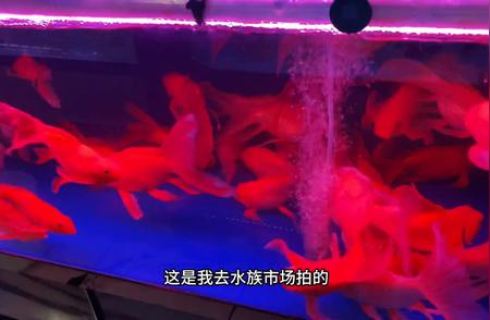 水下奇观：水族爱好者的天堂