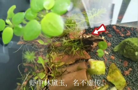 水草缸：宁静的水下治愈世界