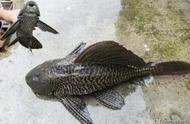 南美河流中的清道夫鱼：巨獭的美食盛宴