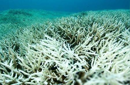 全球珊瑚面临史上最严重的白化危机：揭秘珊瑚的生物之谜